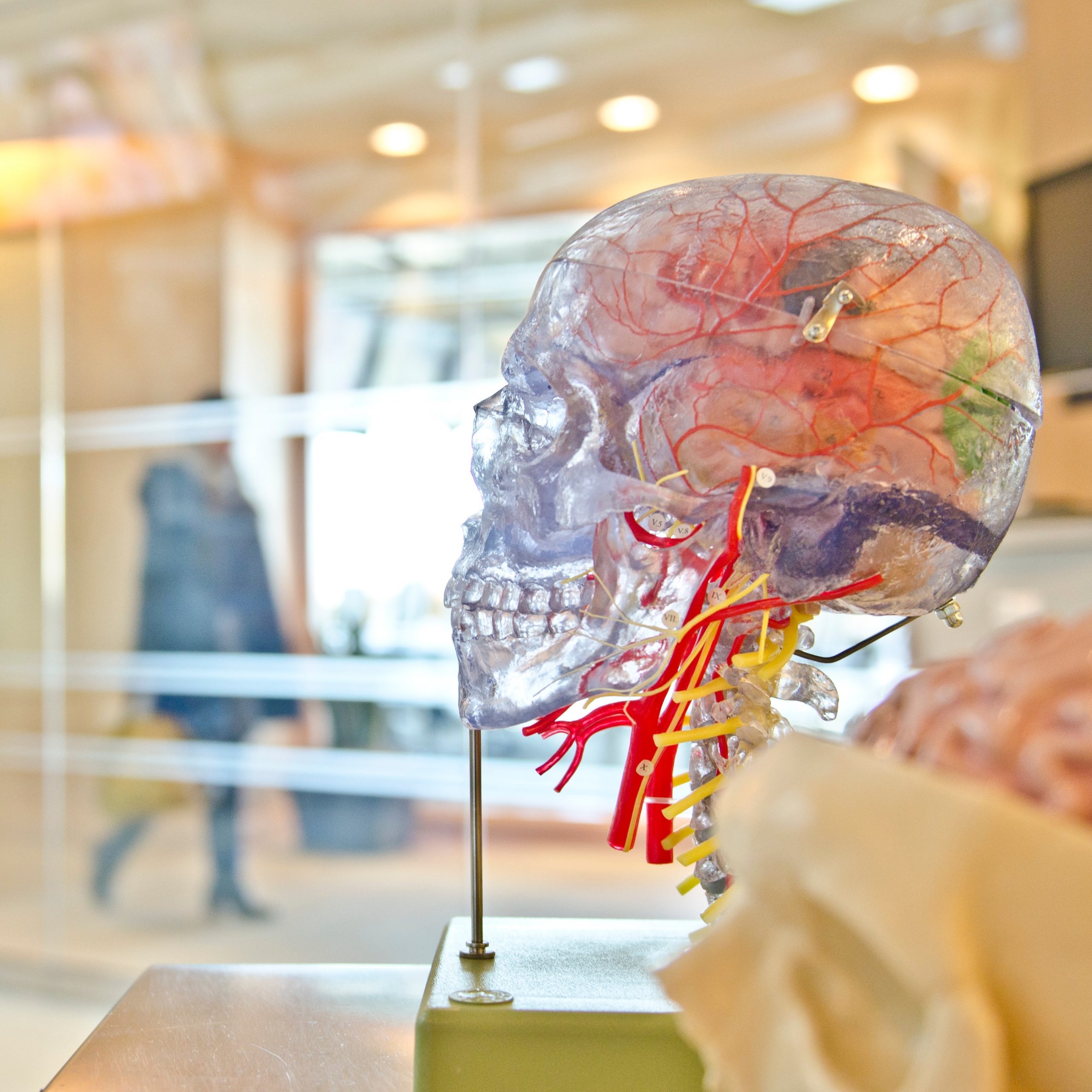 Model of a brain in gallery